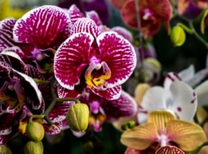 A closeup shot of low maintenance orchids, appearing to have vibrant colors with multi-patterned petals surrounded by other flowering plants