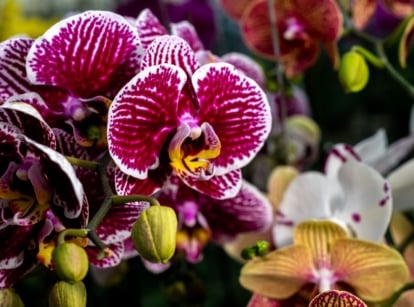 A closeup shot of low maintenance orchids, appearing to have vibrant colors with multi-patterned petals surrounded by other flowering plants