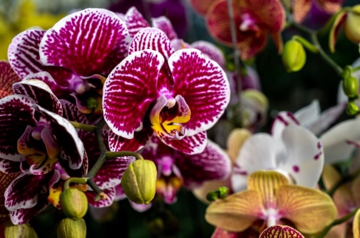 A closeup shot of low maintenance orchids, appearing to have vibrant colors with multi-patterned petals surrounded by other flowering plants
