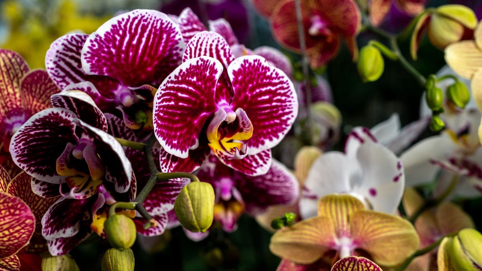 A closeup shot of low maintenance orchids, appearing to have vibrant colors with multi-patterned petals surrounded by other flowering plants