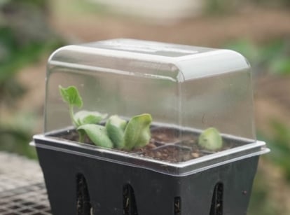 A photo of a humidity domes germination, appearing to have small greens inside of the tray placed somewhere with indirect light