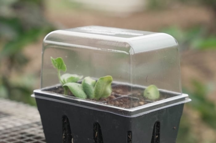 A photo of a humidity domes germination, appearing to have small greens inside of the tray placed somewhere with indirect light
