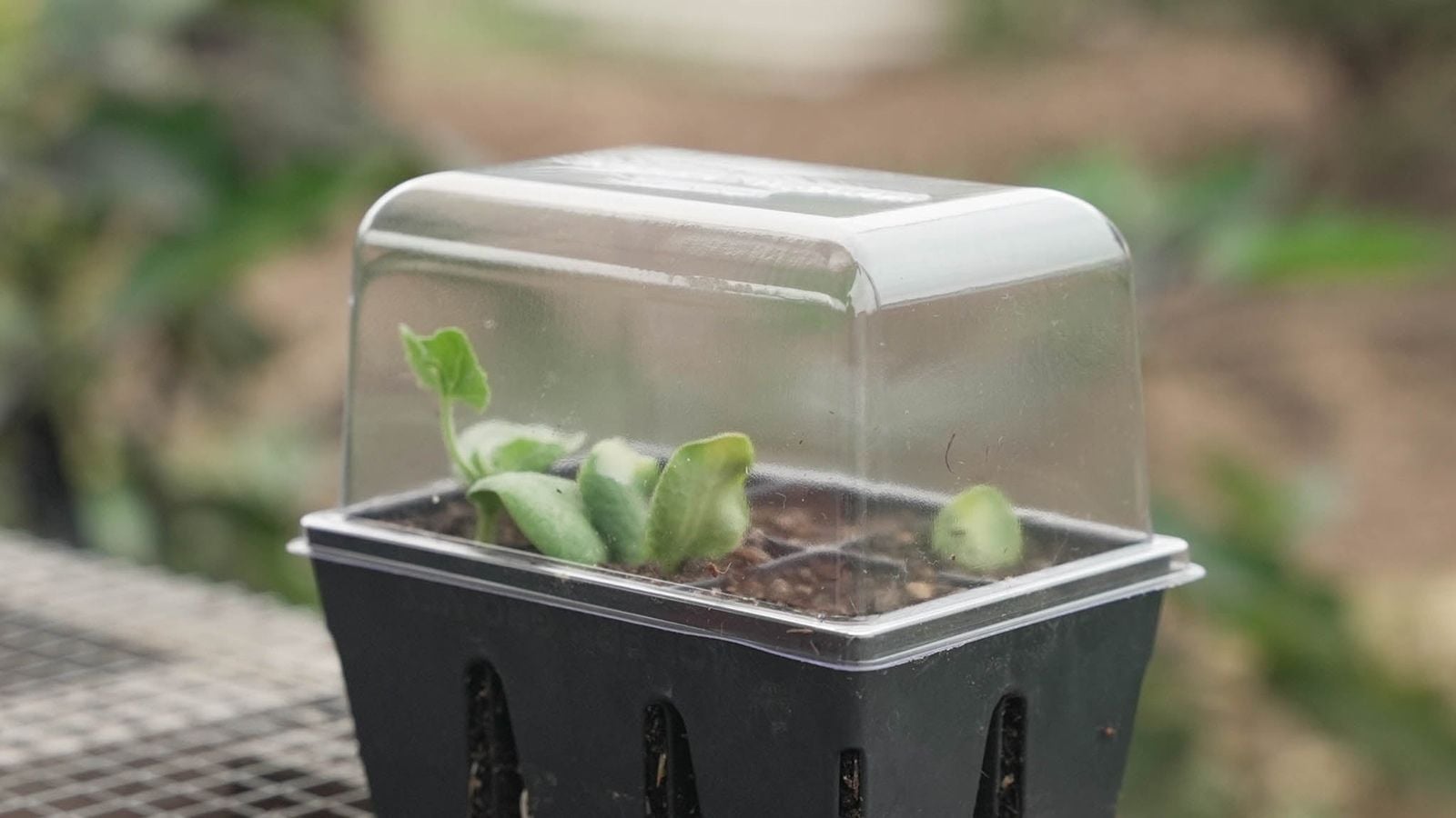 A photo of a humidity domes germination, appearing to have small greens inside of the tray placed somewhere with indirect light