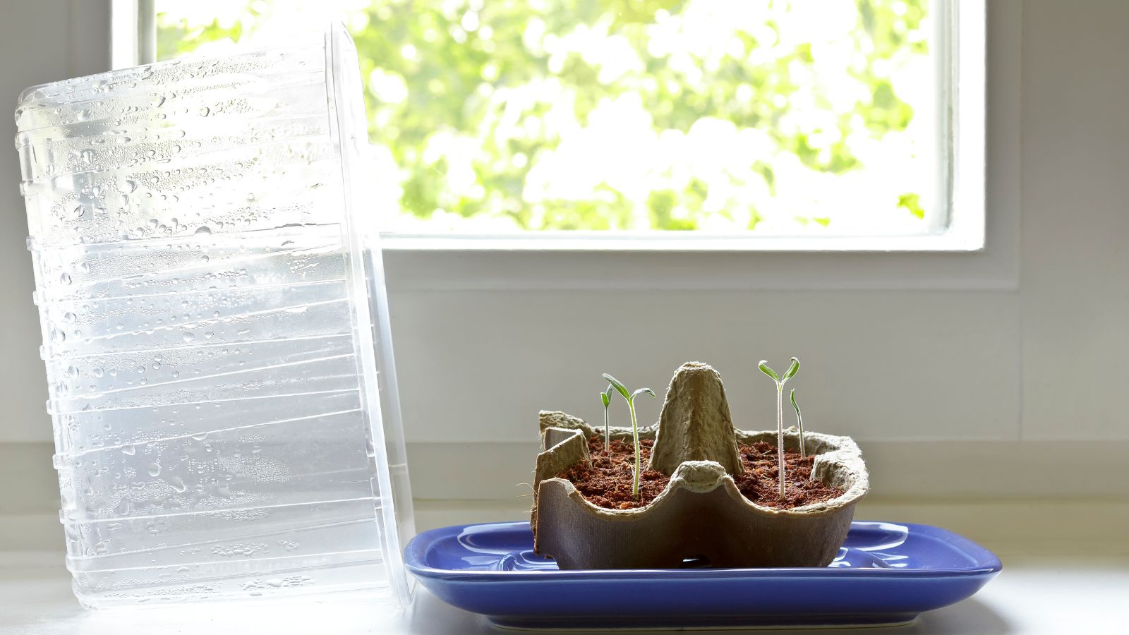 A recycled plastic box used to cover seedlings, placed in a repurposed egg tray on a blue plant placed near a window