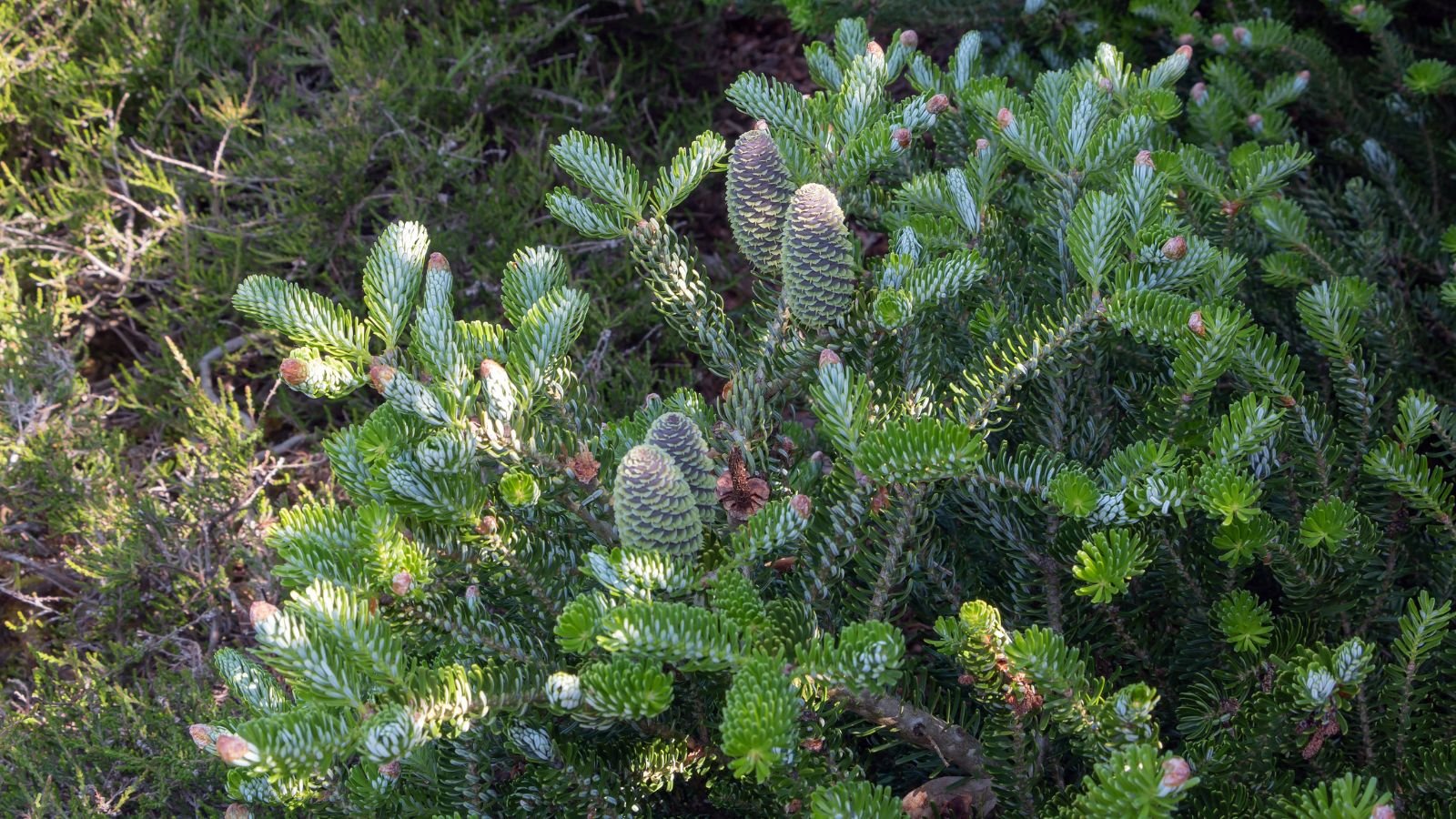 A lovely and healthy Abies koreana 'Horstmann's Silberlocke' appearing to have cones and deep green needles