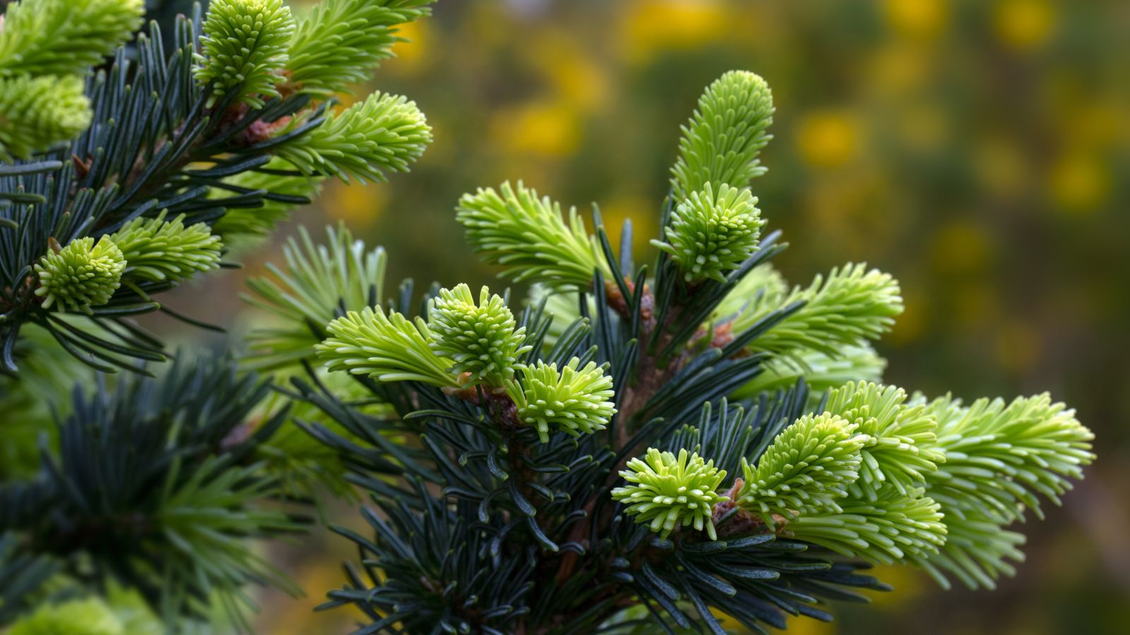A closeup of an Abies lasiocarpa var. arizonica 'Glauca Compacta' plant with vivid green needles placed under the warm sunlight