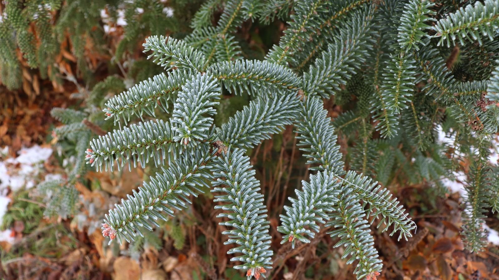 A healthy Abies pinsapo 'Glauca' branch appearing to have lovely needles with a deep green color