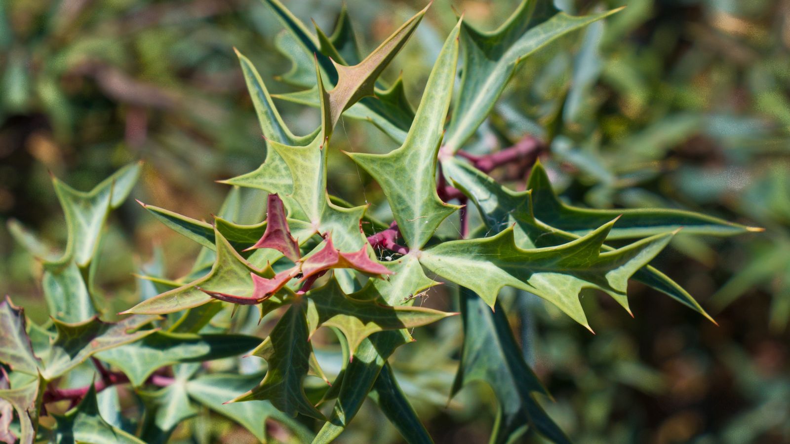 A close-up shot of a composition of spiky green and red-purple colored leaves of the Agarita foliage, all situated in a well lit area outdoors