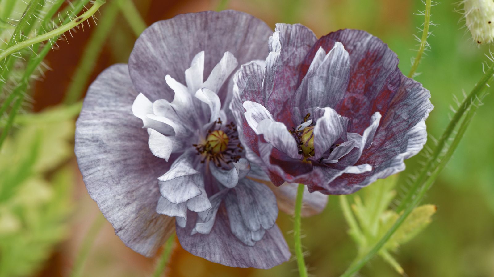 A close-up shot of a small composition of grey-purple colored, delicate blooms of the 'Amazing Grey' Corn Poppy