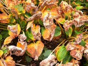 An overhead and close-up shot of a composition of withering and decaying leaves of a plant, showcasing hostas winter rot