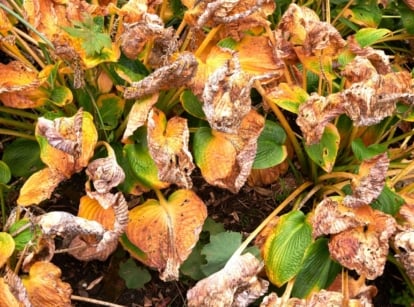 An overhead and close-up shot of a composition of withering and decaying leaves of a plant, showcasing hostas winter rot