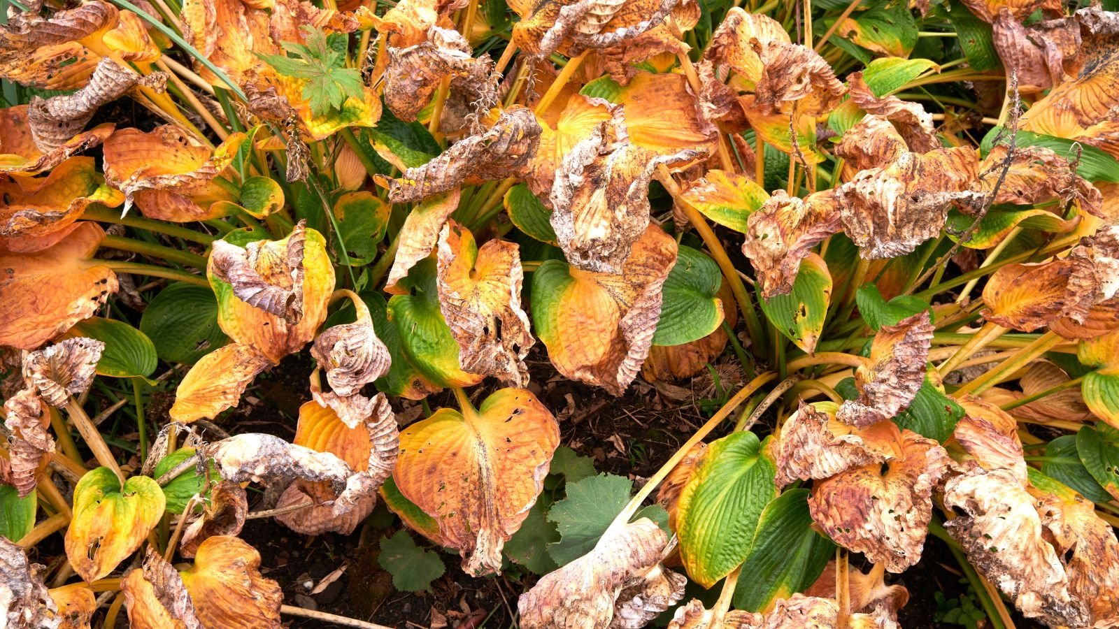 An overhead and close-up shot of a composition of withering and decaying leaves of a plant, showcasing hostas winter rot