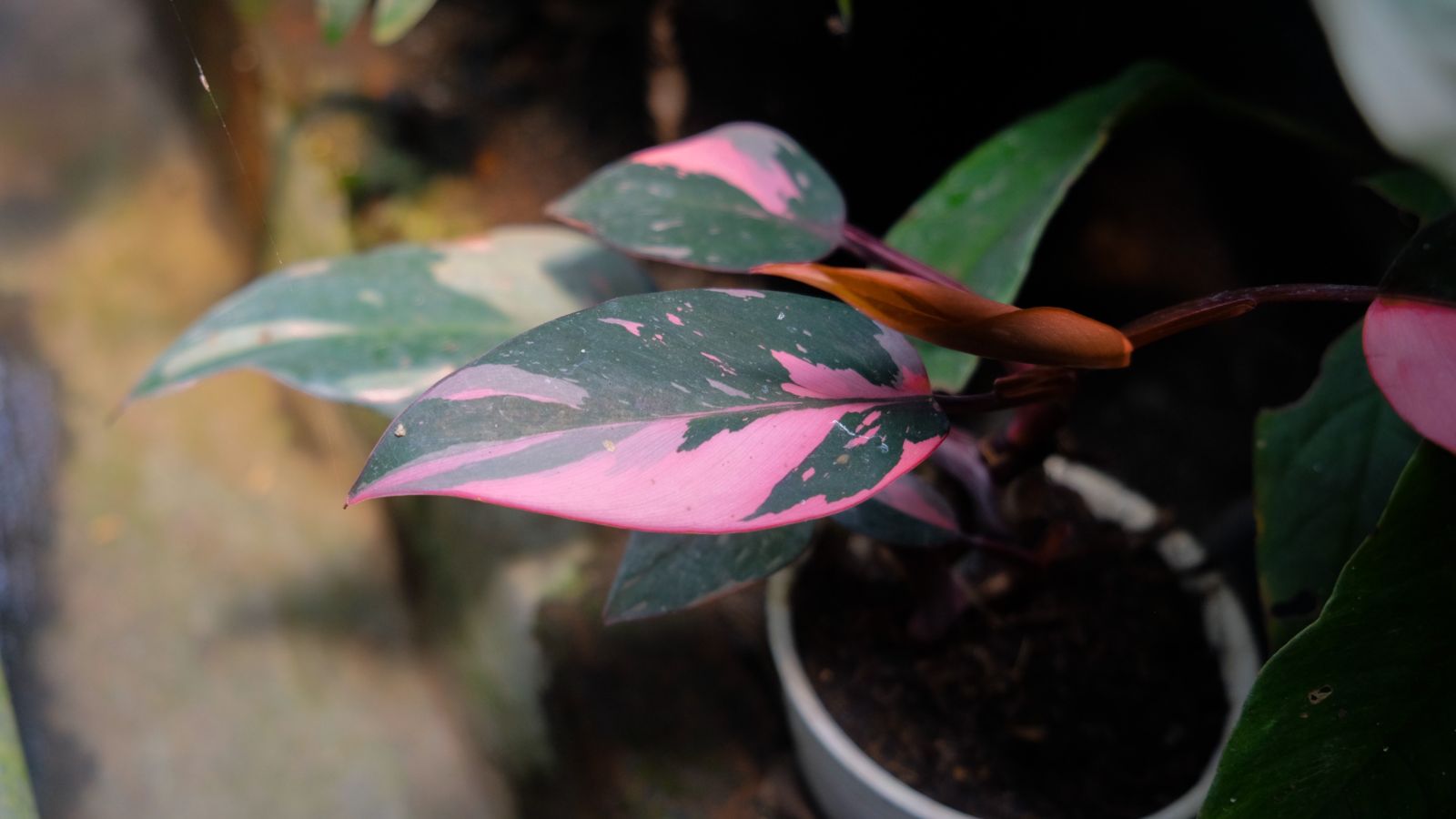 An overhead and close-up shot of a single leaf of a houseplant, showcasing its variegated colors, all situated in a well lit area
