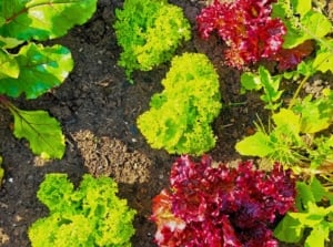 An overhead and close-up shot of several developing leafy vegetables, all showcasing crop rotation simple four year