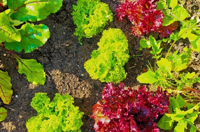 An overhead and close-up shot of several developing leafy vegetables, all showcasing crop rotation simple four year