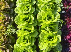 An overhead and close-up shot of several leafy green, purple and red colored crops arranged in rows, showcasing easy healthy greens grow january