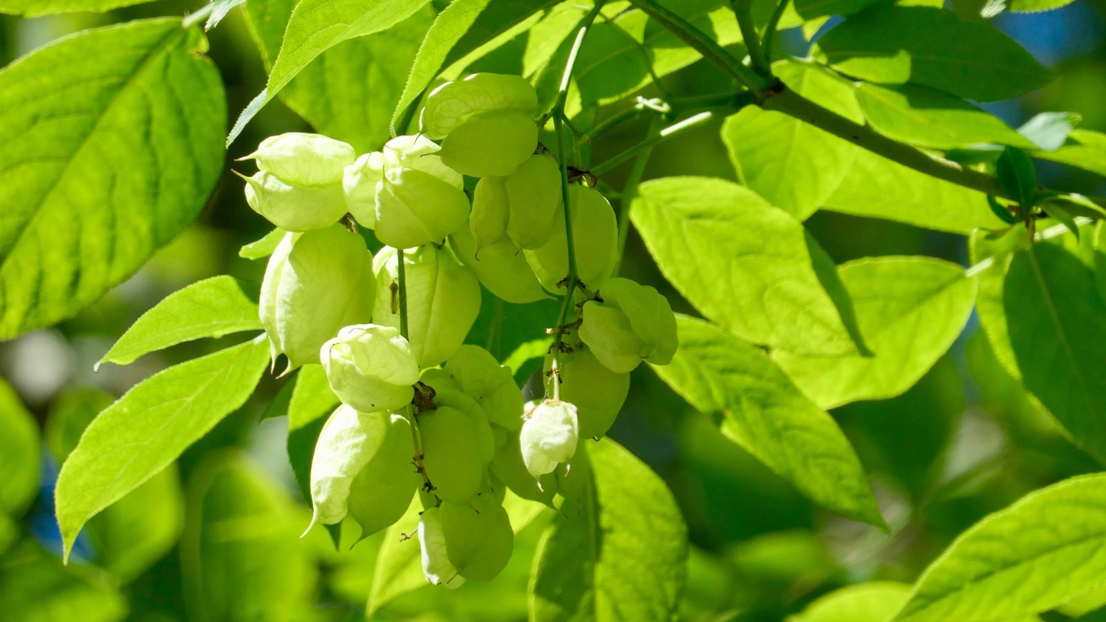 A close-up shot of a small composition of green leaves and green seed pods of the Bladdernut, all situated in a well lit area outdoors