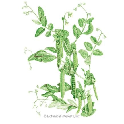 Green Arrow Shelling Pea