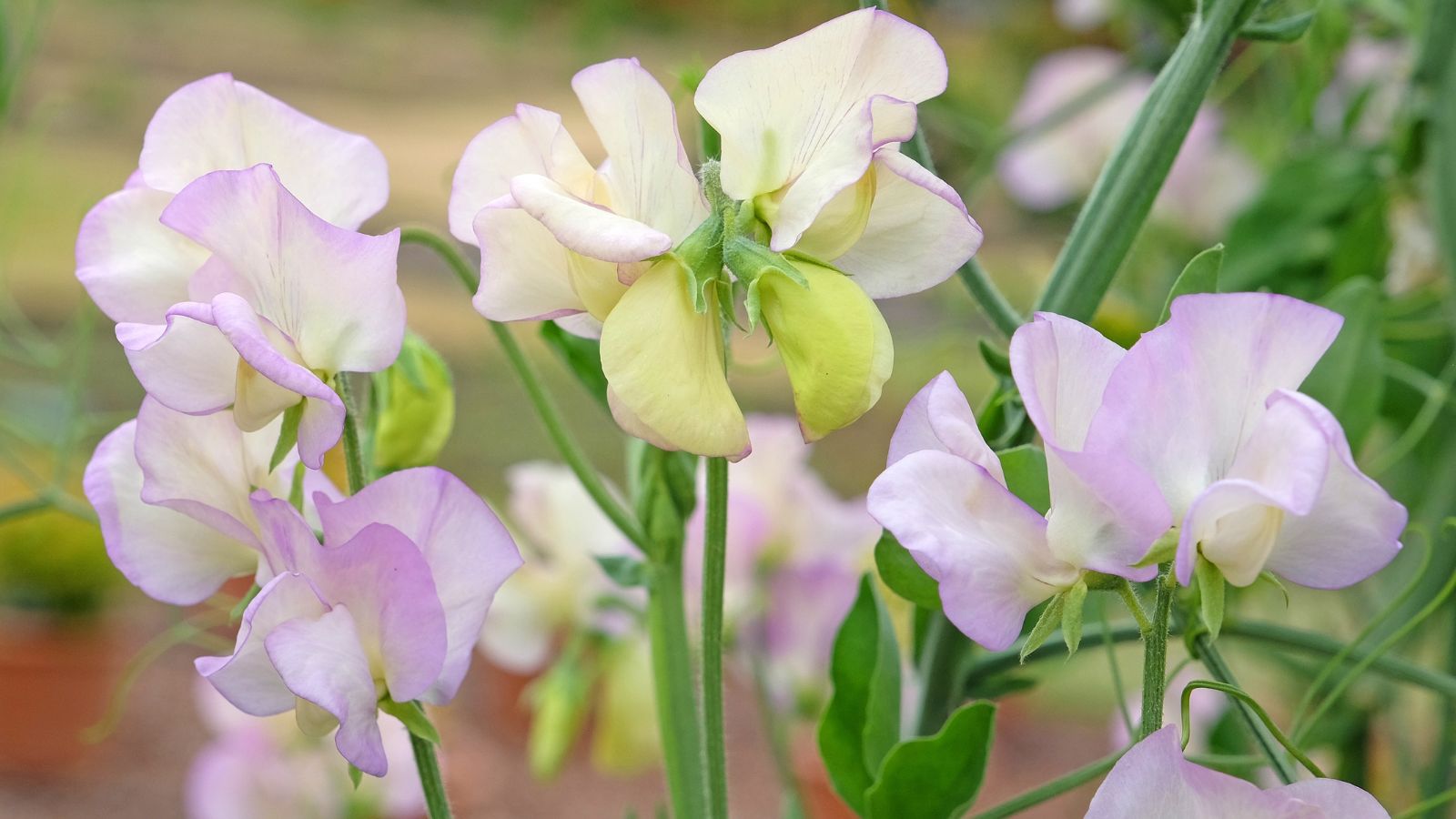 A close-up shot of a composition of lilac and yellow-green colored flowers of the High Scent Sweet Pea