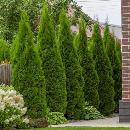 Junior Giant Thuja Tree