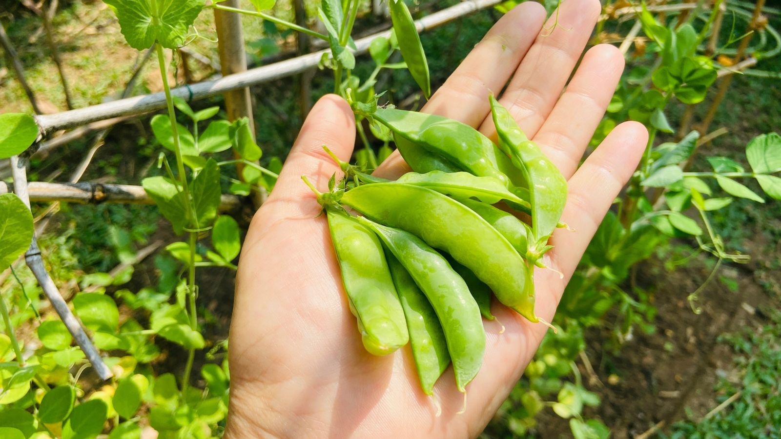 A close-up and overhead shot of a person's hand holding a small pile of compact legume pods, all situated in a well lit garden area outdoors