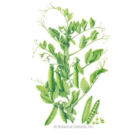 Progress #9 Shelling Pea