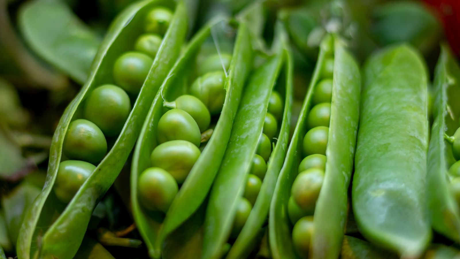 A close-up shot of a composition of partially opened shelling legume crops, all placed in a ell lit area outdoors