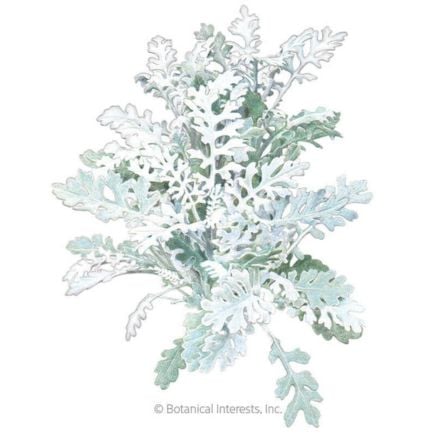 Silverdust Dusty Miller Seeds