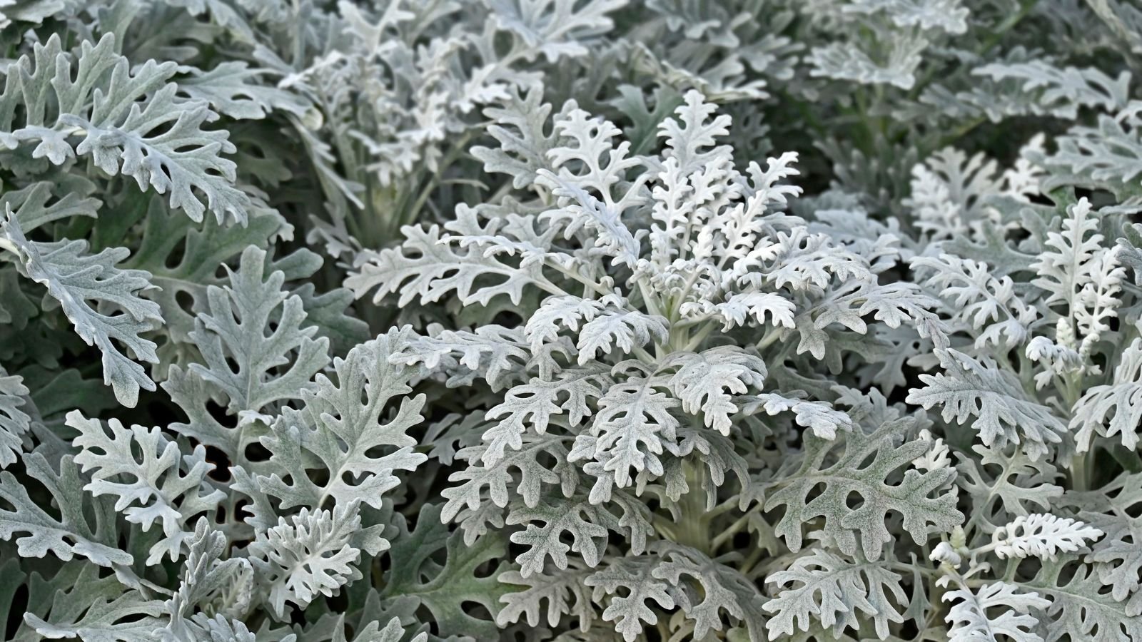 A close-up shot of a large composition of silvery-green colored leaves with a dusty appearance of the 'Silverdust' Dusty Miller, all situated in a well lit area outdoors