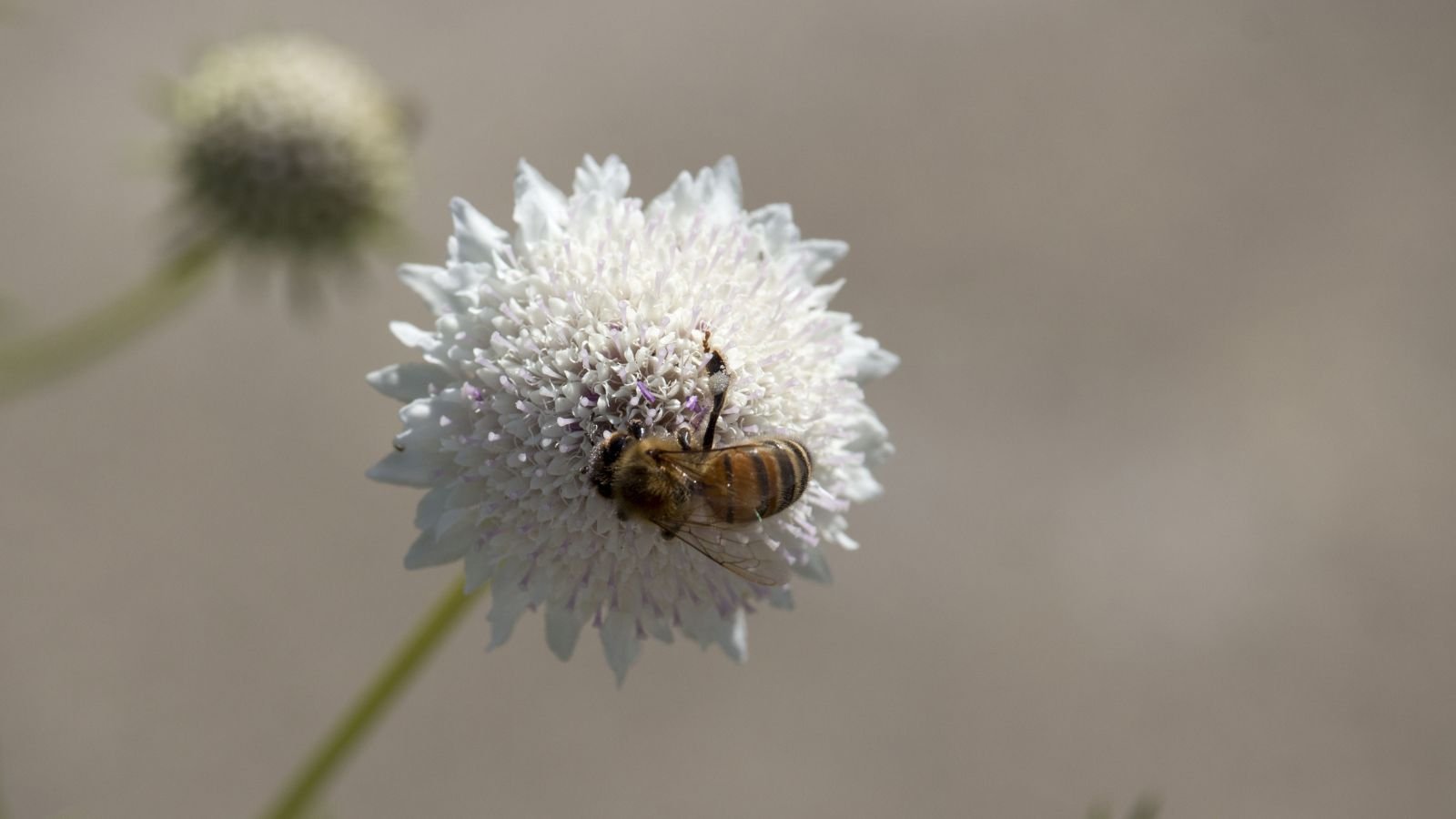 A close-up shot of a globular cluster of dainty white petals of the 'Snowmaiden' Scabiosa, with a bee feeding on its nectar