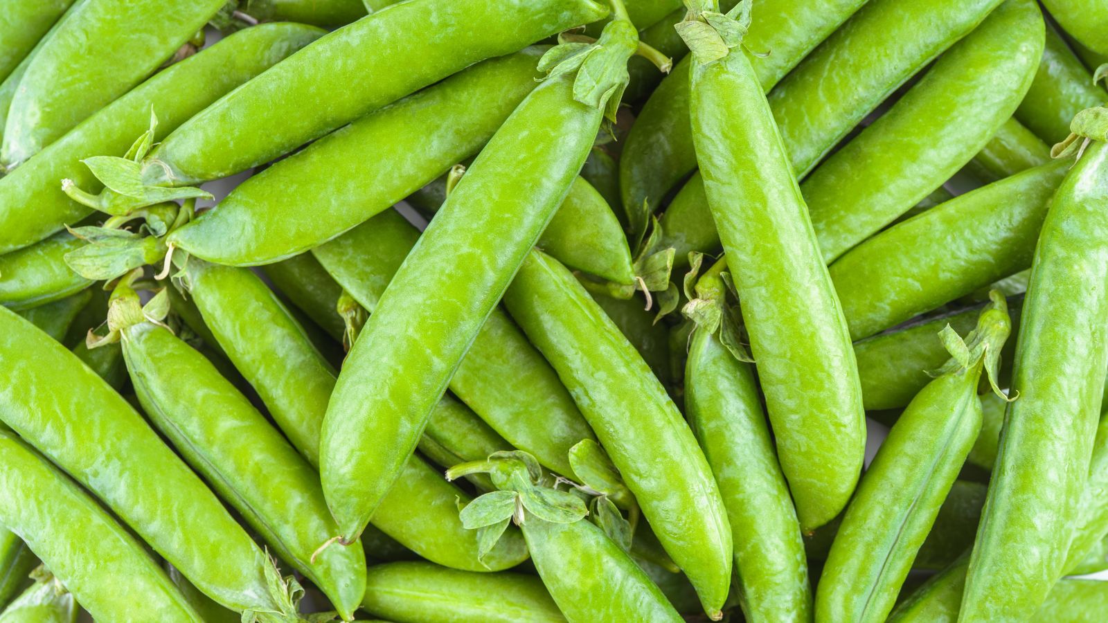 A close-up and overhead shot of a large composition of vibrant green legume pods, piled on top of each other, all situated in a well lit area