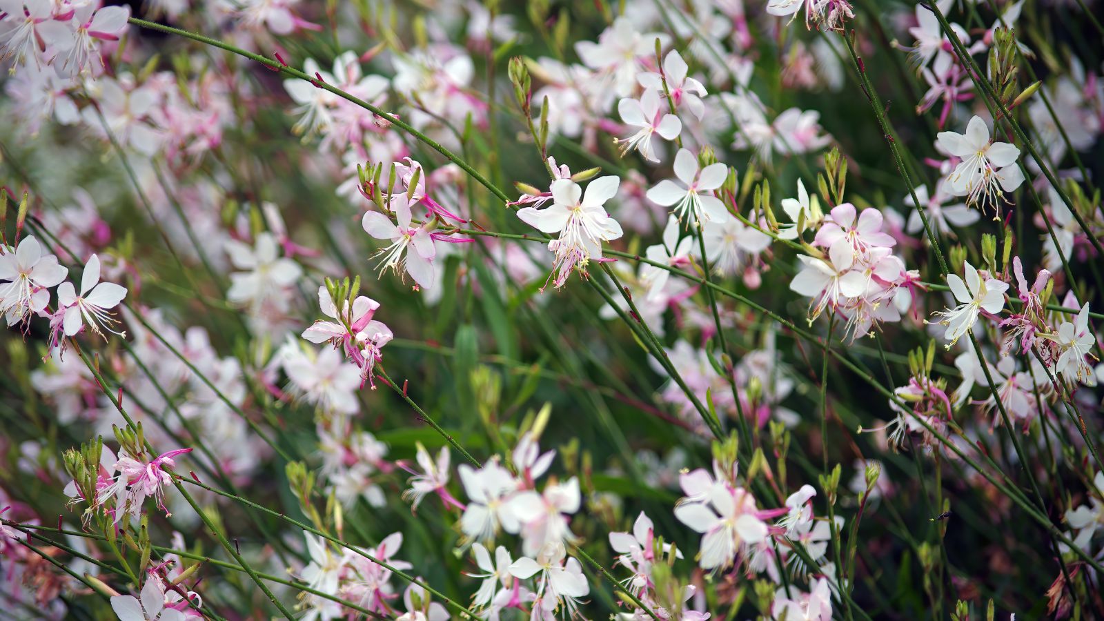 A close-up shot of a large composition of tall, green, slender stems and dainty white-pink colored flowers of the White Gaura