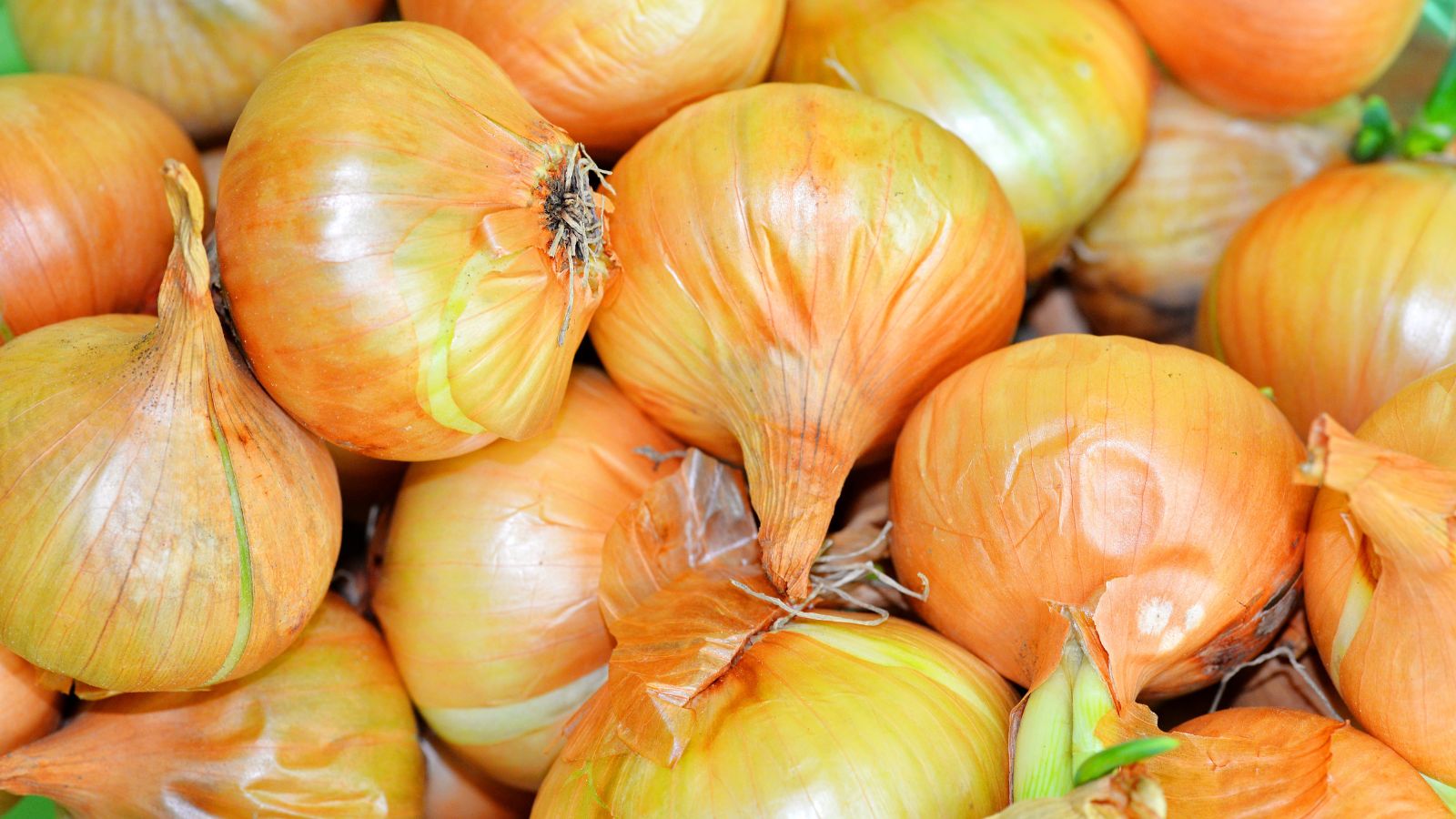 A pile of Yellow Sweet Spanish Utah appearing to have silky and shiny skin when placed under bright light