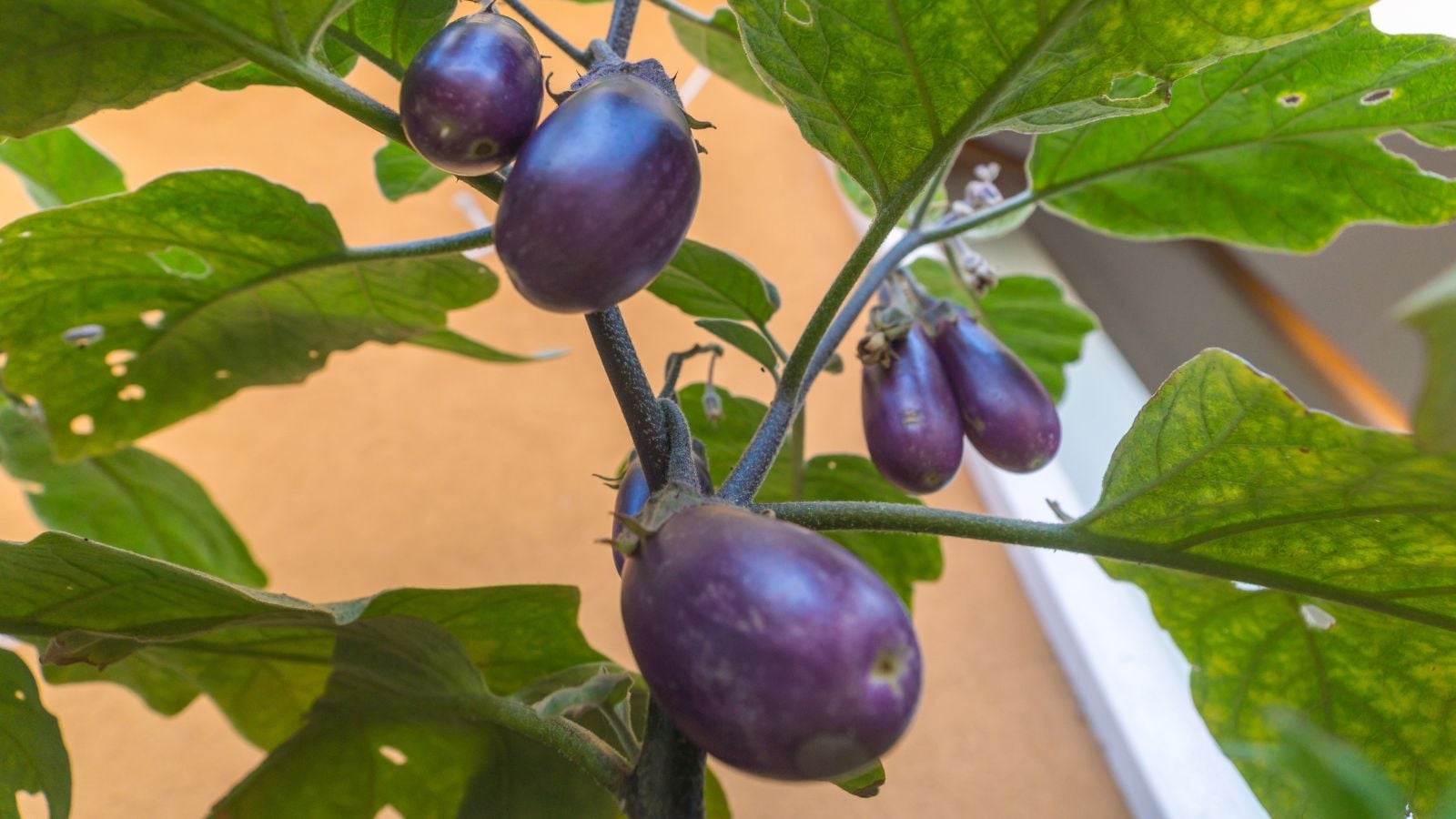 A base angle shot of a composition of dangling purple compact crops, growing alongside its green leaves in a well lit area outdoors