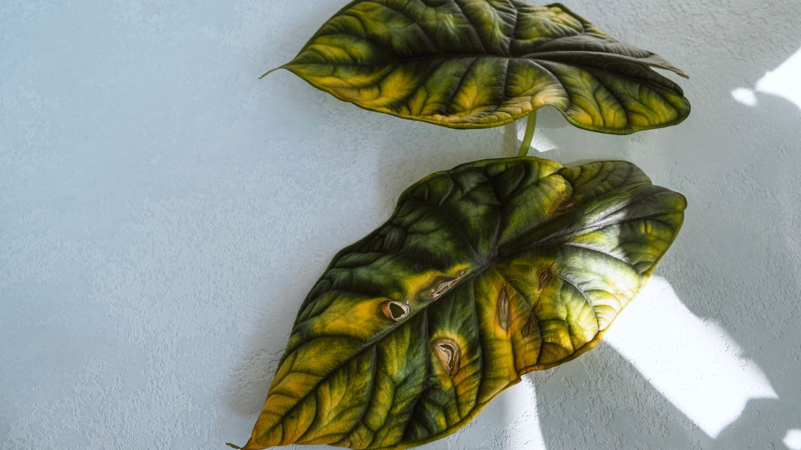 A close-up and overhead shot of a couple of fallen, wilted, and yellowed leaves of a houseplant, placed in a well lit area indoors