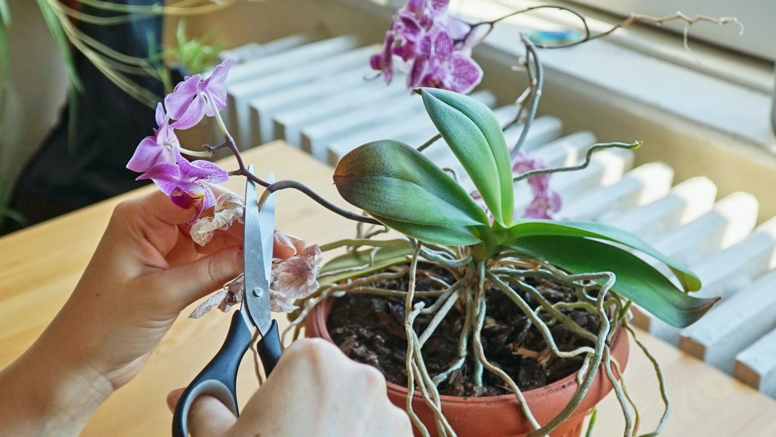 A close-up and overhead shot of a person in the process of trimming stems of a houseplant that is placed on a small terracotta pot in a well lit area indoors
