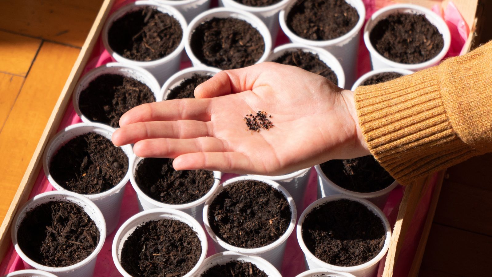 A close-up and overhead shot of a person's hand holding a small pile of black colored ovules, with several small pots filled with soil in a well lit area indoors