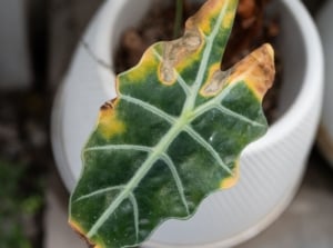 A close-up and overhead shot of a single leaf of a houseplant, placed on a small white pot, showcasing brown yellow alocasia leaf