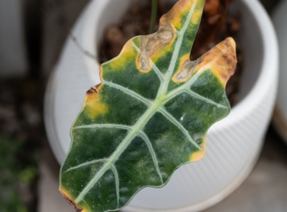 A close-up and overhead shot of a single leaf of a houseplant, placed on a small white pot, showcasing brown yellow alocasia leaf