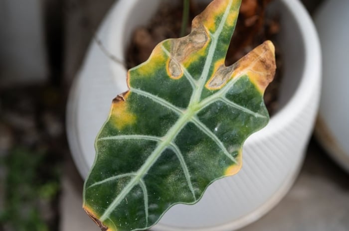 A close-up and overhead shot of a single leaf of a houseplant, placed on a small white pot, showcasing brown yellow alocasia leaf