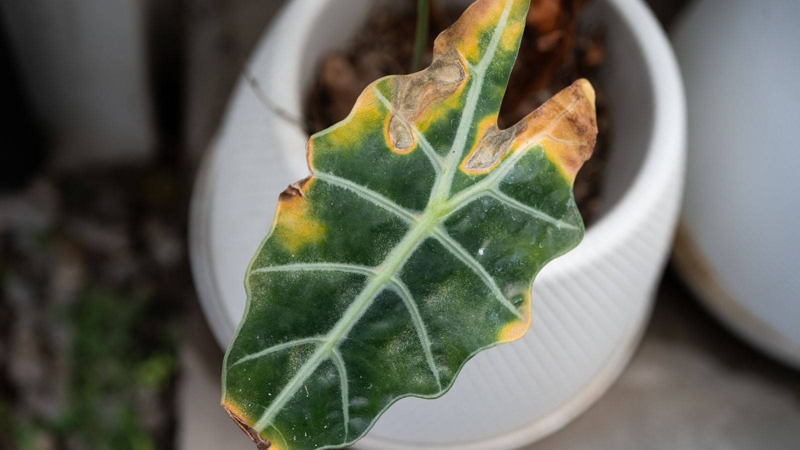 A close-up and overhead shot of a single leaf of a houseplant, placed on a small white pot, showcasing brown yellow alocasia leaf
