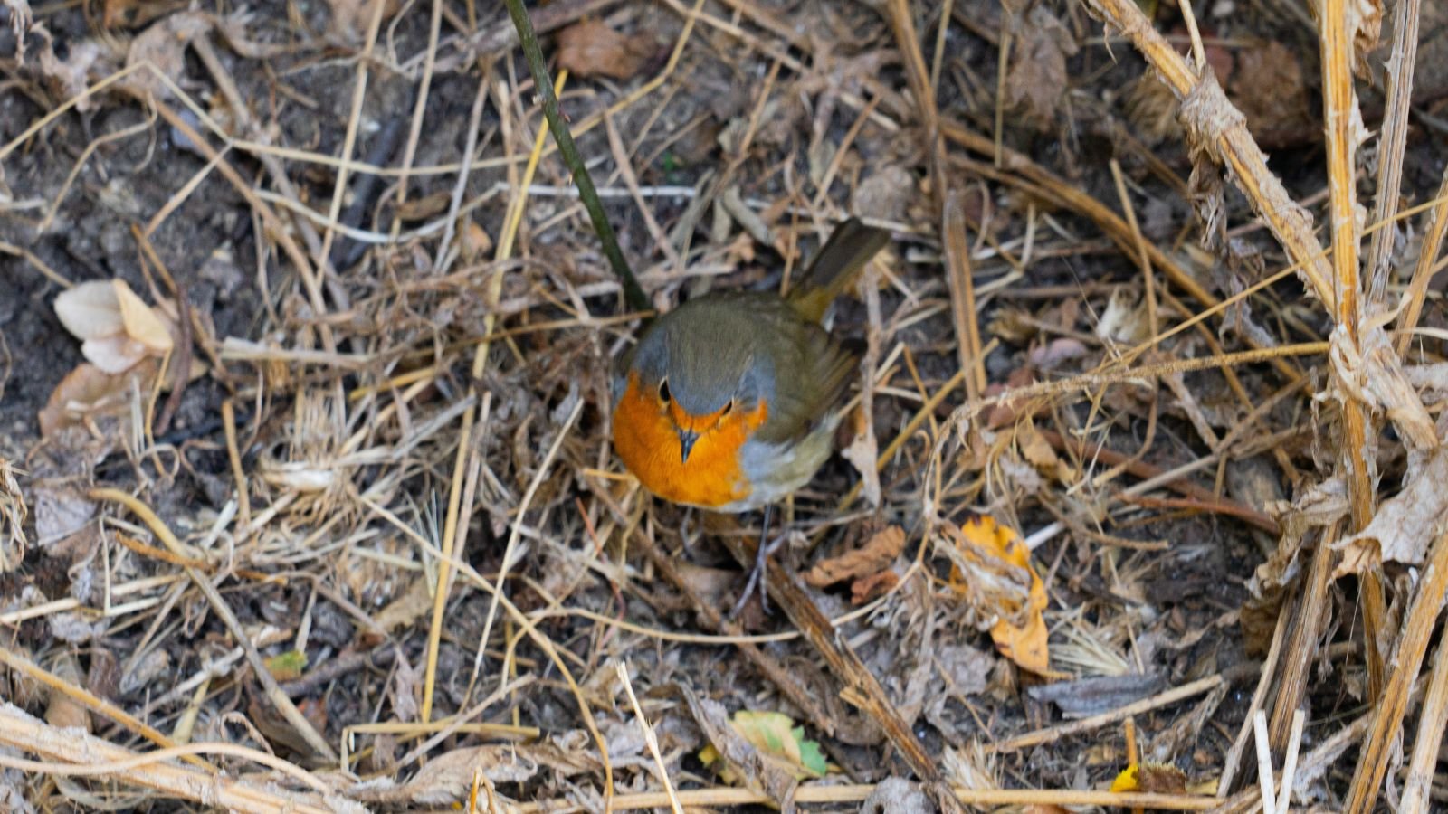 A close-up and overhead shot of a small feathered animal, near a pile of fallen branches, all situated in a well lit area outdoors
