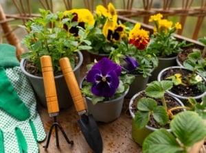 A close-up and overhead shot of a small group of potted flowers and herbs, placed alongside gardening tools and equipment, showcasing what to plant march