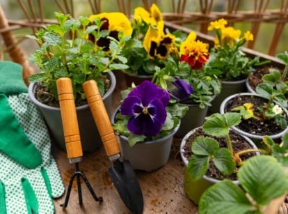 A close-up and overhead shot of a small group of potted flowers and herbs, placed alongside gardening tools and equipment, showcasing what to plant march