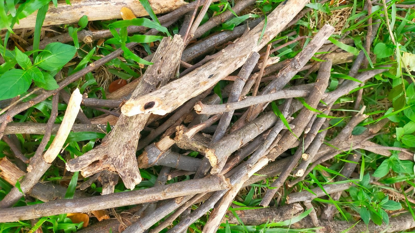 A close-up and overhead shot of a small pile of uniformly sized wooden tree limbs, all placed in a grassy area