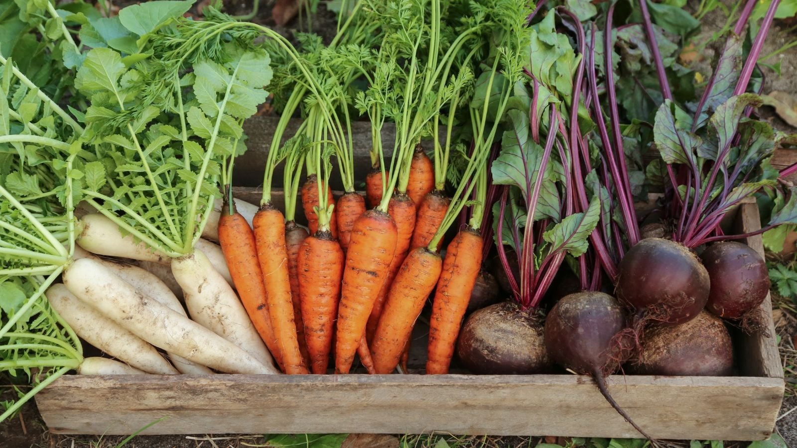 A close-up and overhead shot of a wooden crate filled with freshly harvested crops, showcasing which vegetable seeds outside february