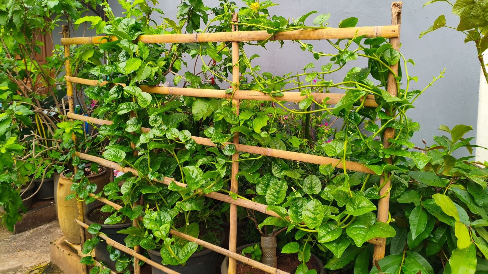 A close-up shot of a DIY trellis made from leftover wood, supporting vining plants in a garden area
