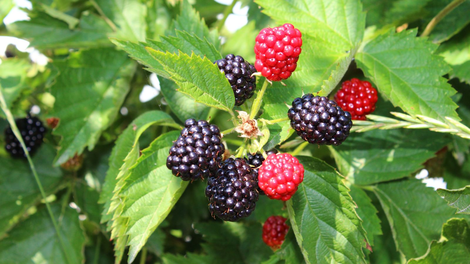 A close-up shot of a cluster of dangling fruits, growing alongside green leaves, situated in a well lit area outdoors