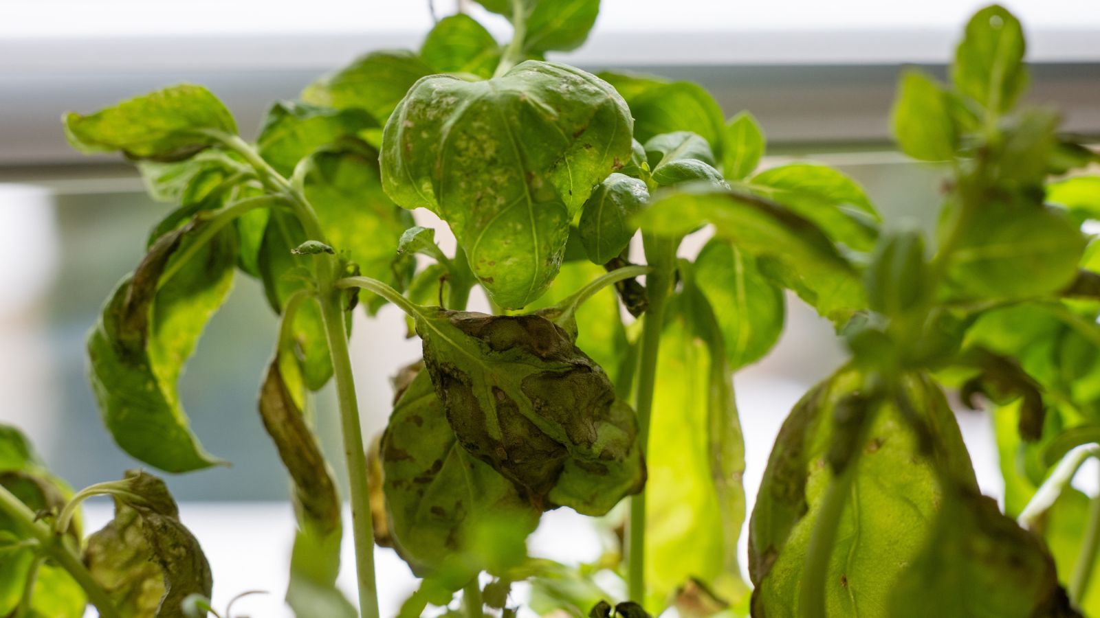 A close-up shot of a composition of unhealthy and diseased leaves of an aromatic plant, all situated in a well lit area