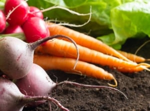 A close-up shot of a composition of various crops, carrots, beets, radish and lettuce, all on rich soil, showcasing do not start seeds indoors